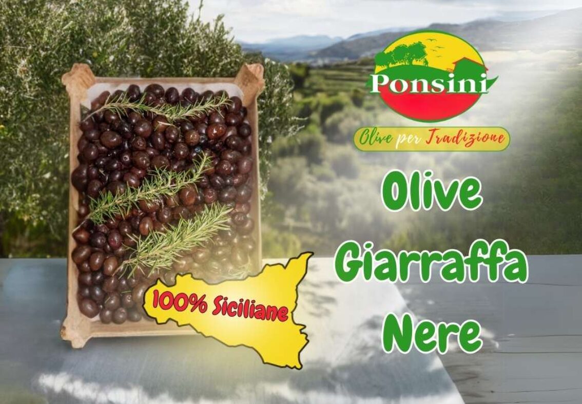 Olive Nere Giarraffa Giganti: Un Gioiello Biologico dalla Terra Siciliana