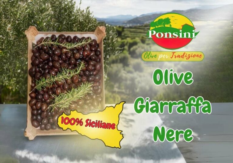 Scopri di più sull'articolo Olive Nere Giarraffa Giganti: Un Gioiello Biologico dalla Terra Siciliana