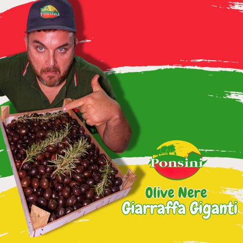olive-nere-giarraffa-giganti-ponsini