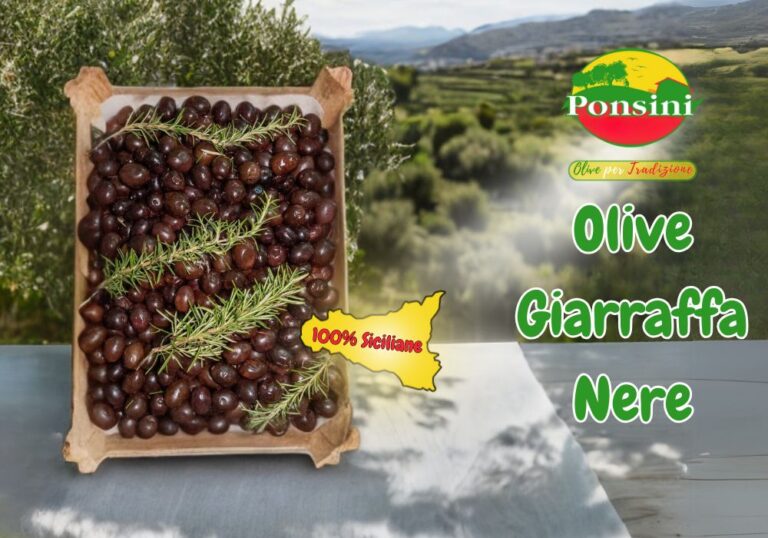 Olive-nere-giarraffa-giganti
