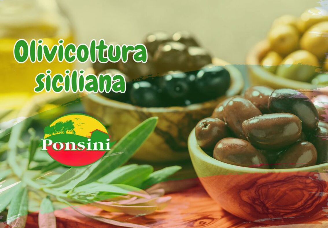 Olivicoltura siciliana – un viaggio millenario in Sicilia
