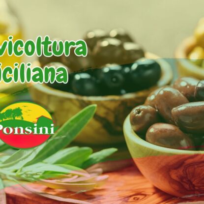 Olivicoltura siciliana – un viaggio millenario in Sicilia