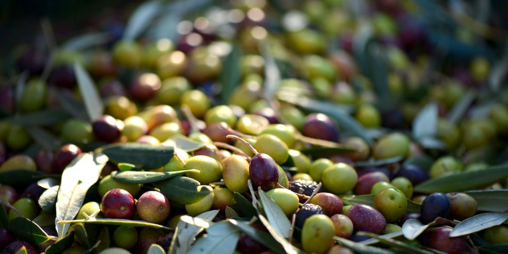 proprietà benefiche delle olive fresche proprietà benefiche delle olive fresche