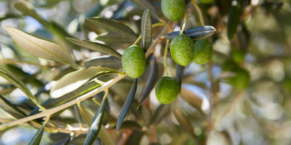 olive-giarraffa