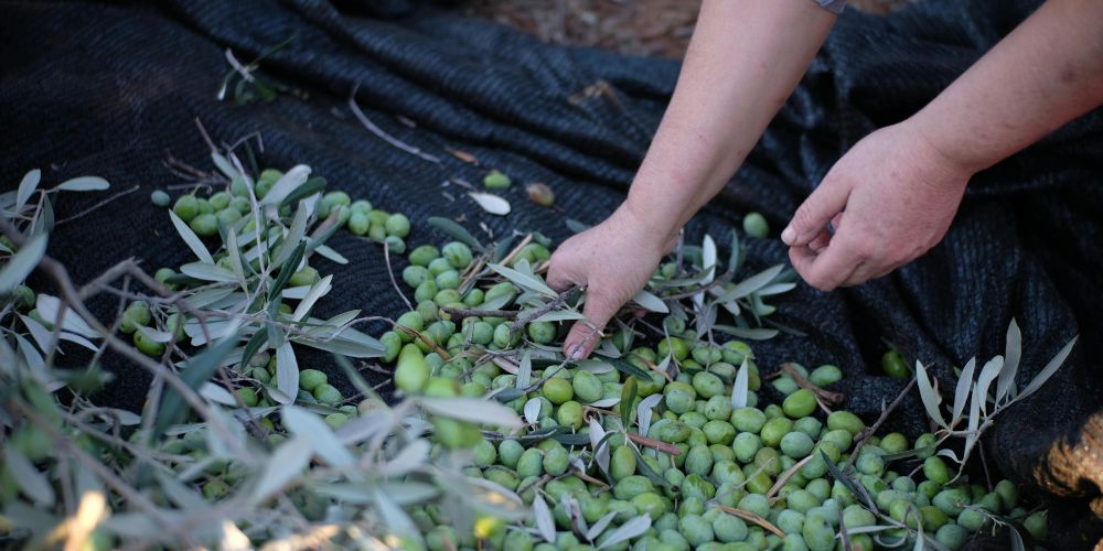 nuova-raccolta-delle-olive