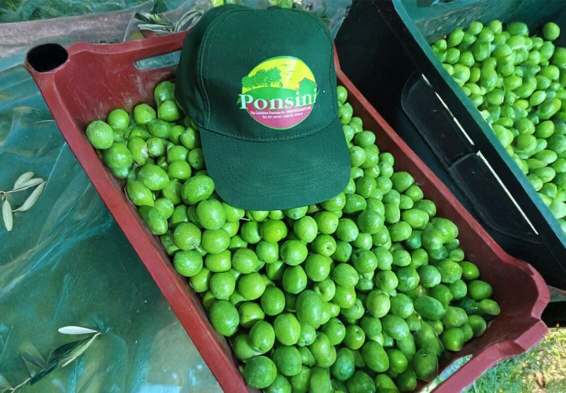 La raccolta delle olive