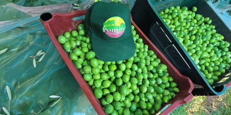 Scopri di più sull'articolo La raccolta delle olive
