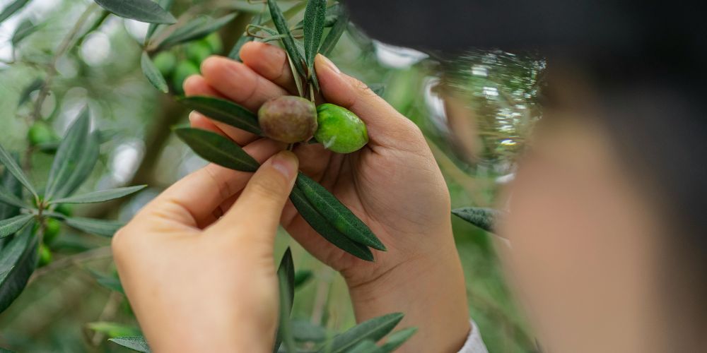 raccolta olive tradizionale uliveto