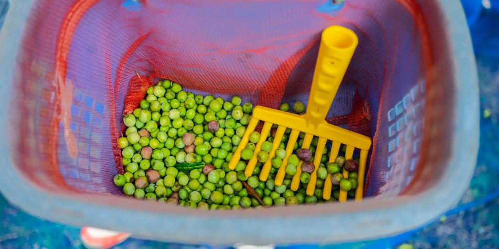 raccolta-delle-olive-siciliane