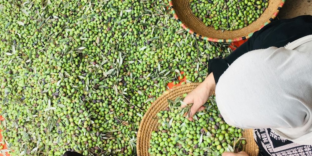 raccolta-delle-olive-siciliane