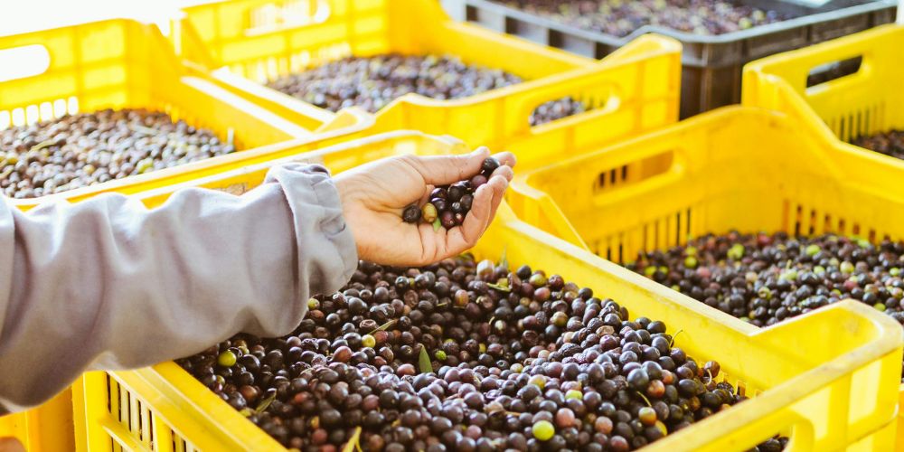 raccolta-delle-olive