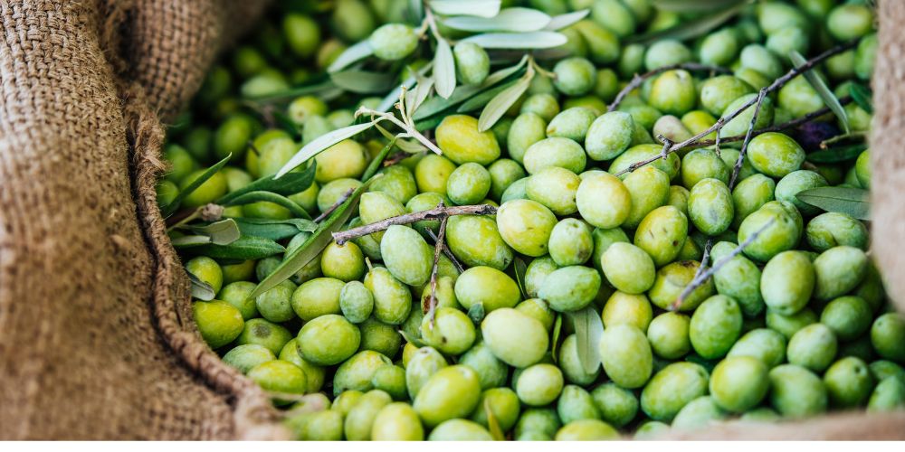 olive-siciliane