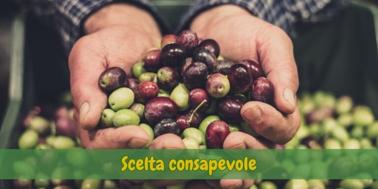 Scopri di più sull'articolo Olive di qualità: come riconoscerle davvero