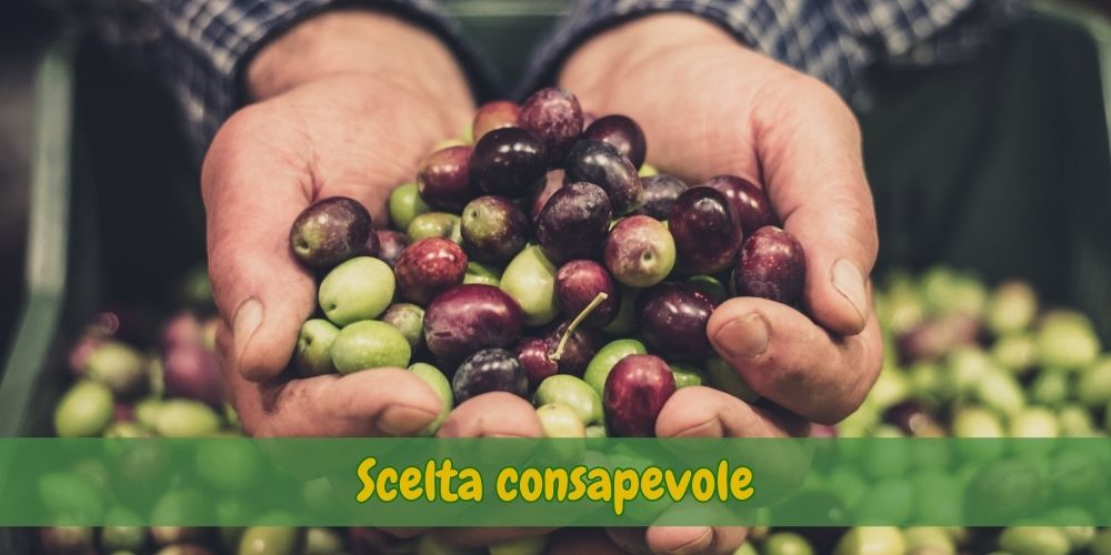 olive-di-qualità