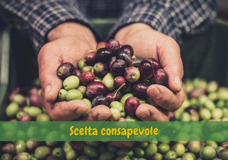 olive-di-qualità