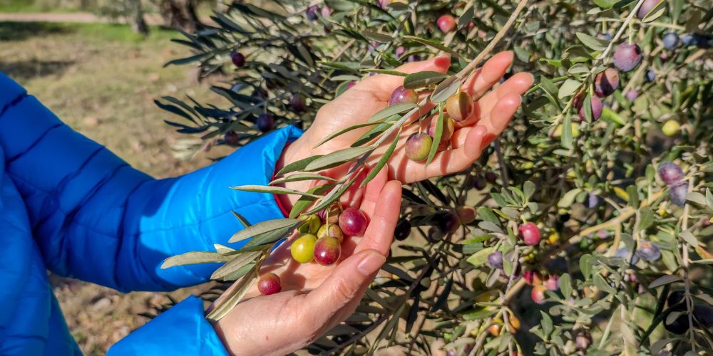 raccolta delle olive utilizzate per la lavorazione delle olive da tavola