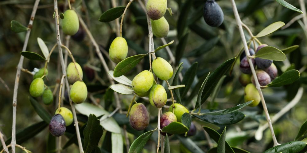 olive verdi e nere sull'olivo durante la maturazione