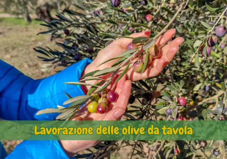 lavorazione olive da tavola