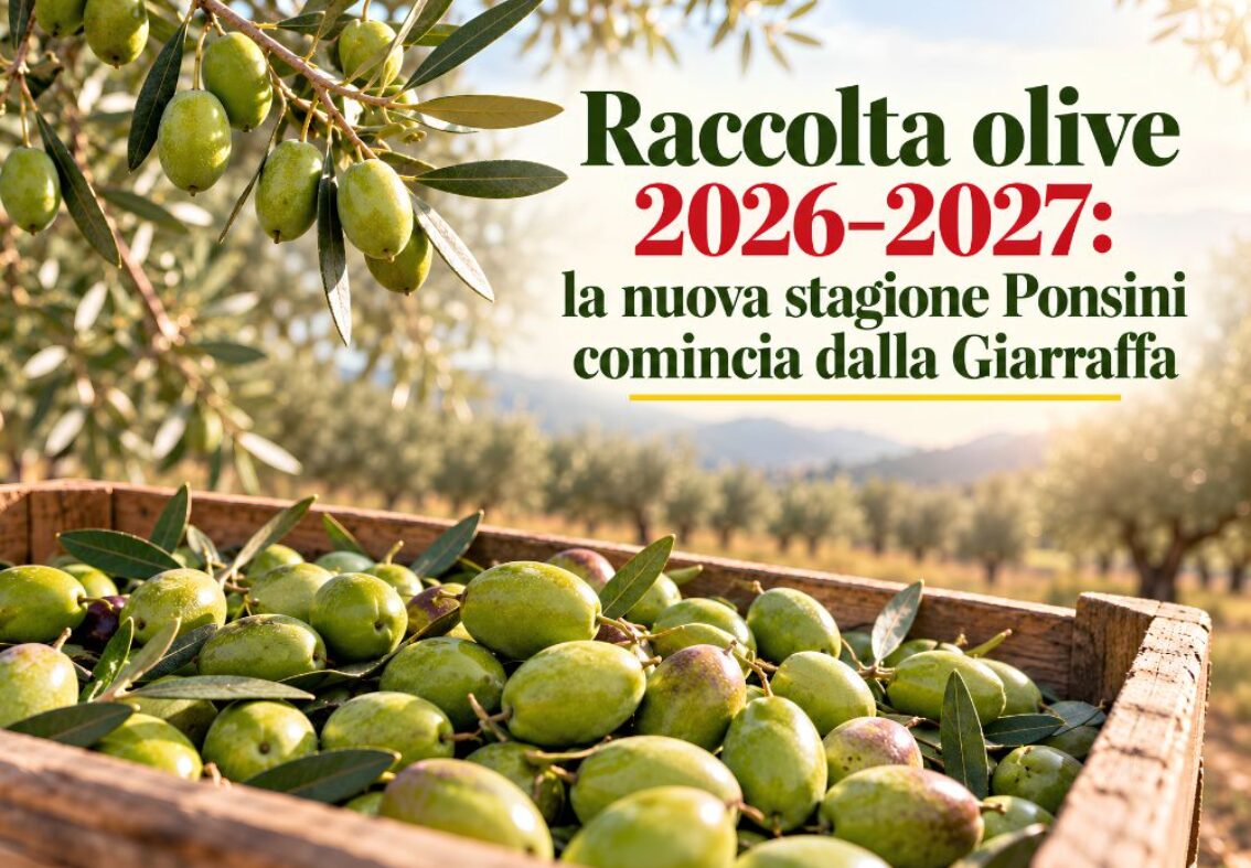 Raccolta olive 2026–2027: la nuova stagione Ponsini
